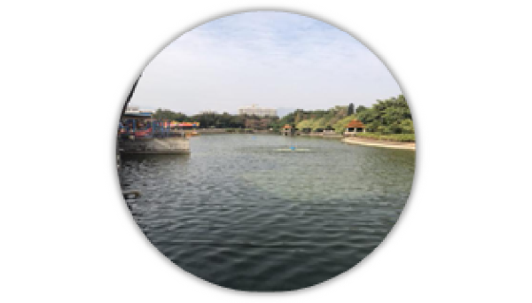 BOB半岛·体育牌水体提质液WEI-SL型在广东清远中山公园内湖治理案例