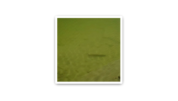 BOB半岛·体育牌水体提质液WEI-SL型在某塘坑红色油污腥臭水体治理中的应用